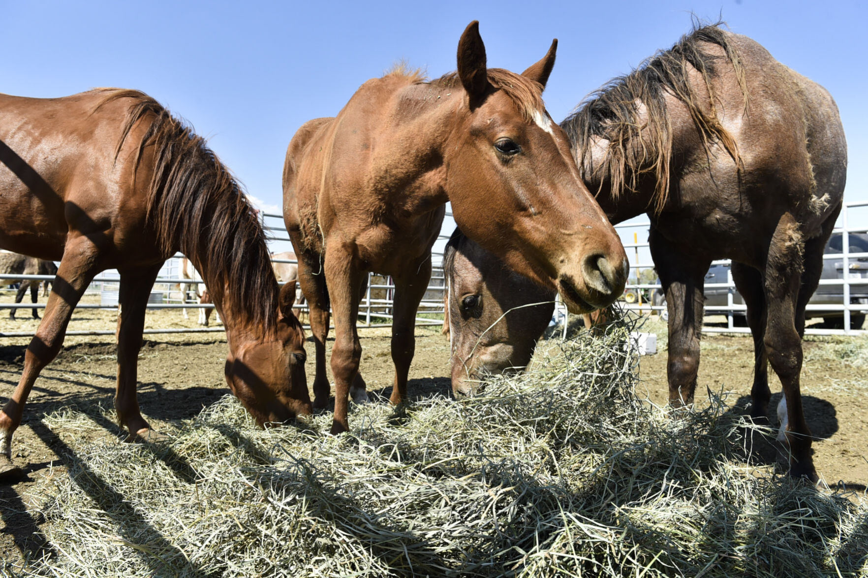 Seized Horses in Helena